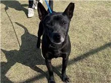 混種犬