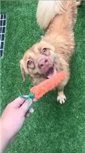 混種犬