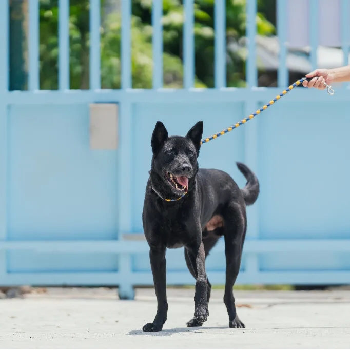 混種犬