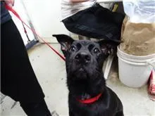混種犬