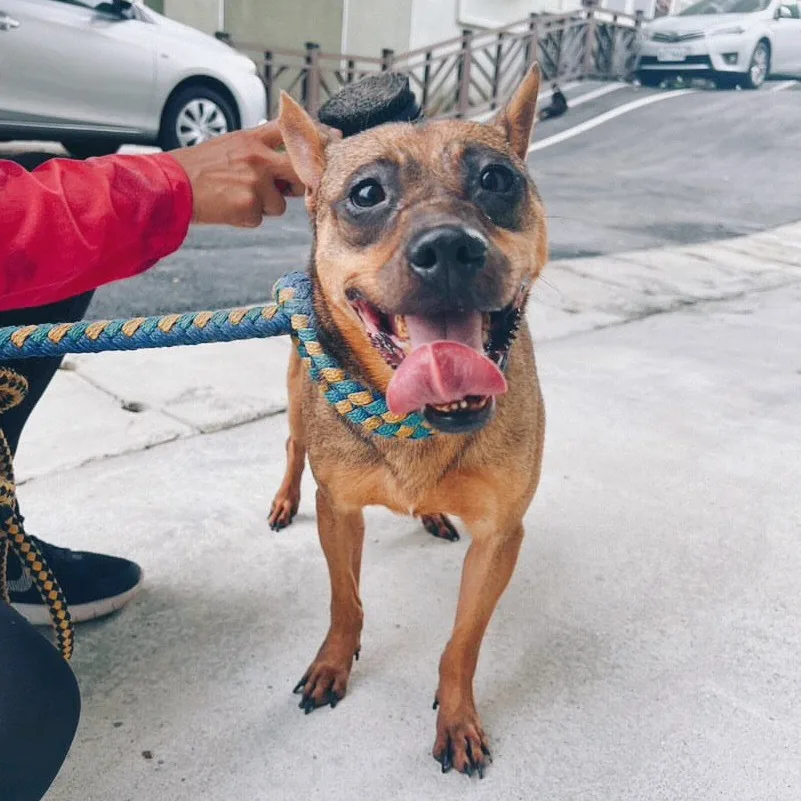 混種犬