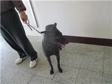 混種犬