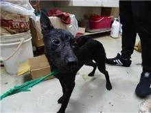 混種犬
