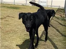 混種犬