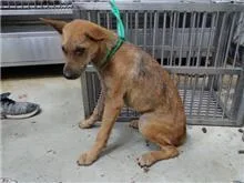 混種犬