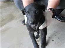 混種犬
