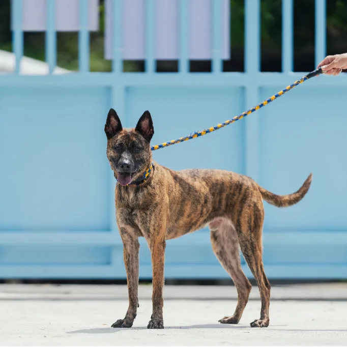 混種犬