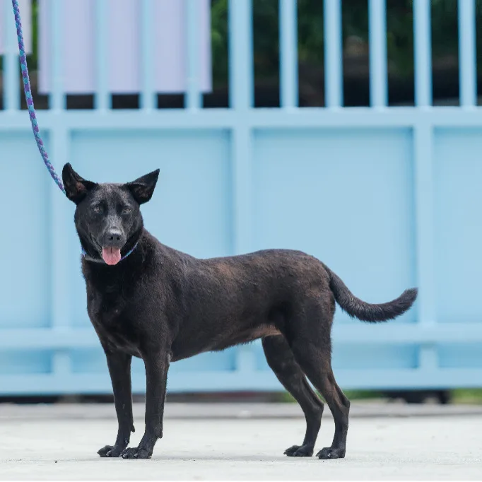 混種犬