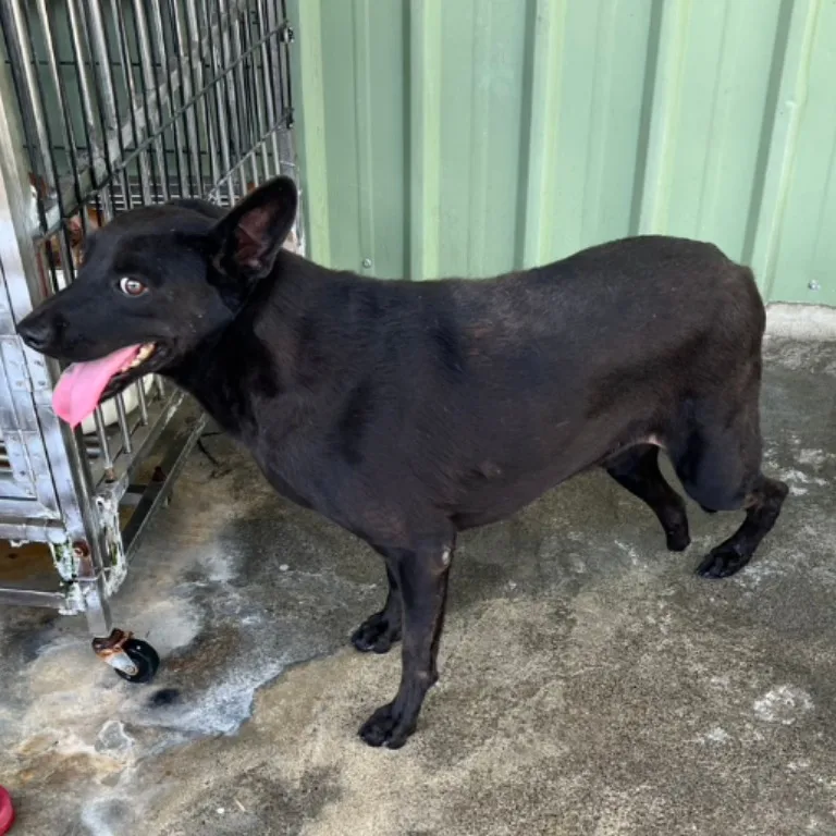 混種犬
