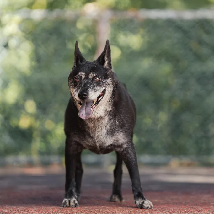 混種犬