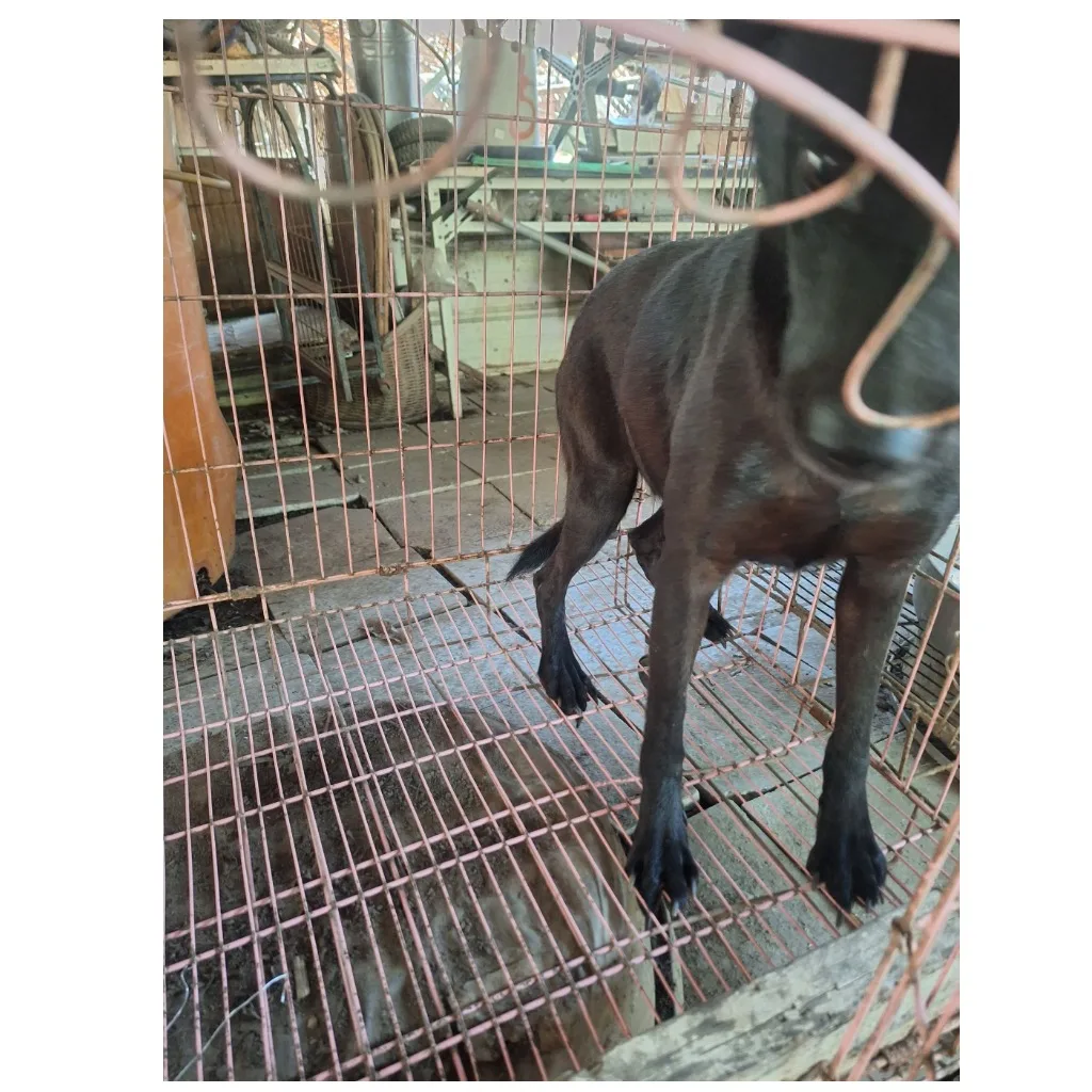混種犬