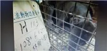 混種犬
