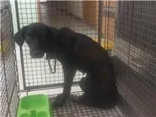 混種犬