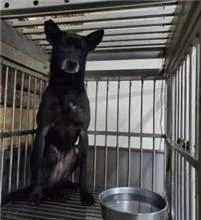 混種犬