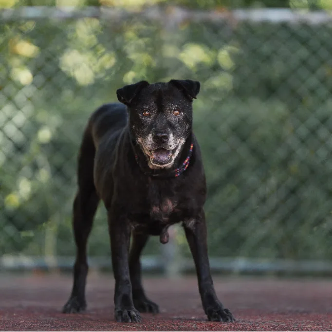 混種犬