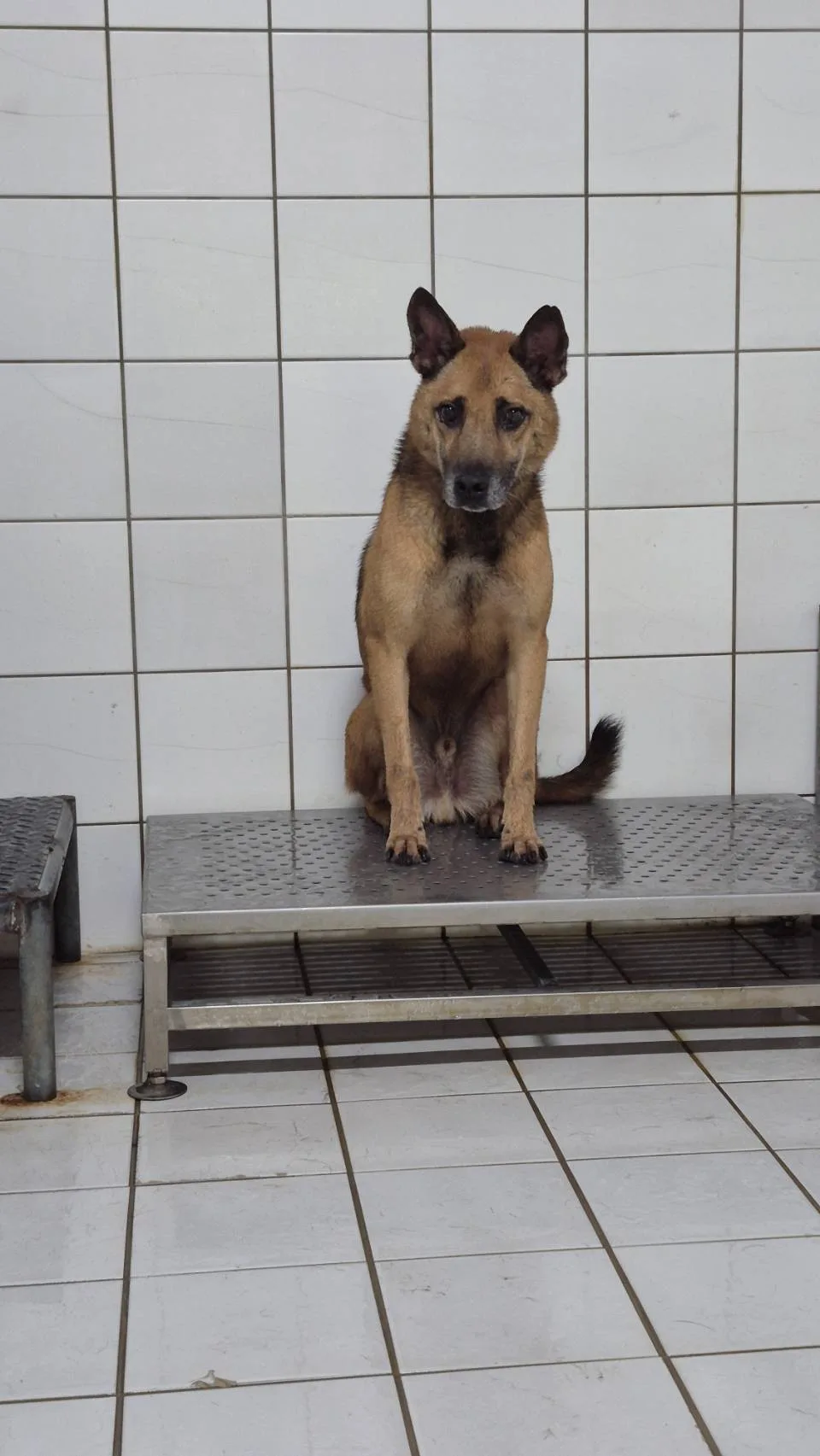 混種犬