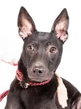 混種犬