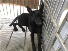 混種犬