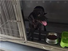 混種犬