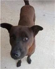 混種犬