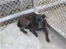 混種犬