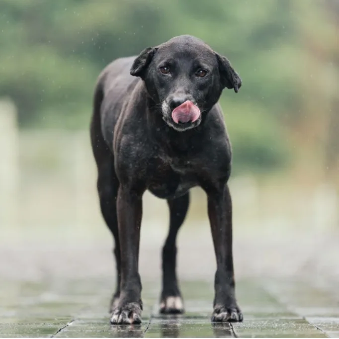 混種犬
