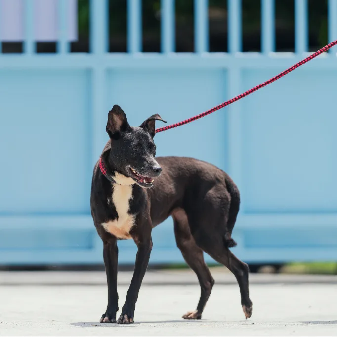 混種犬