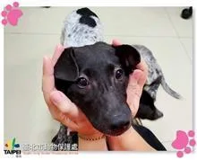 混種犬