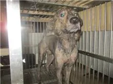 混種犬