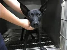混種犬