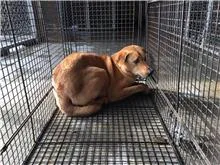 混種犬