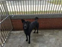 混種犬