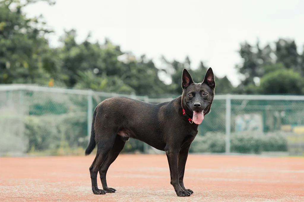 混種犬
