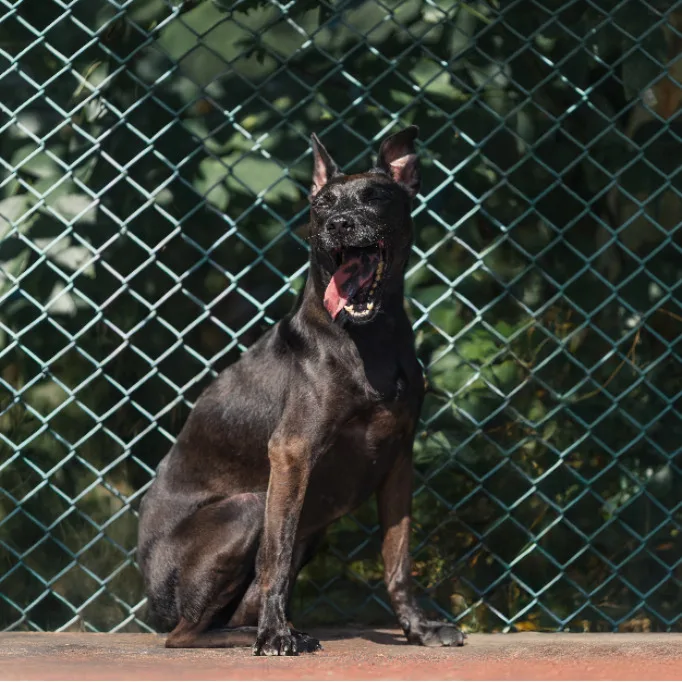 混種犬