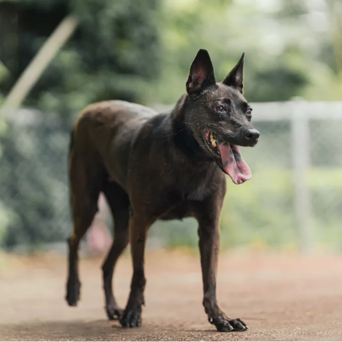 混種犬