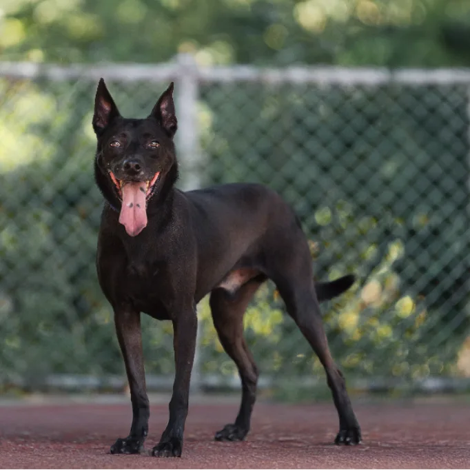 混種犬