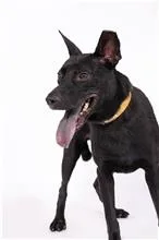 混種犬