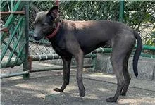 混種犬