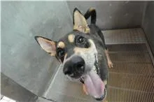 混種犬