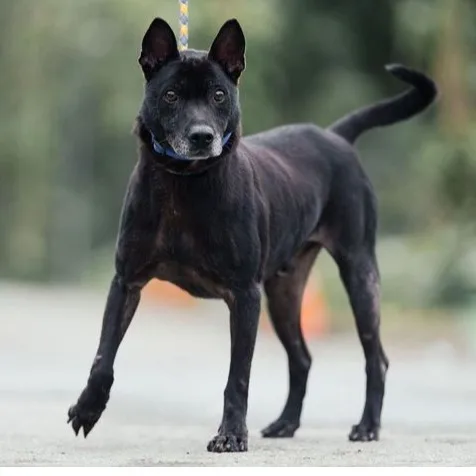 混種犬