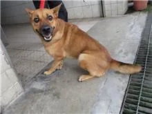 混種犬
