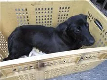 混種犬