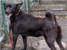 混種犬