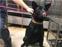 混種犬