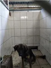 混種犬
