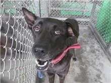 混種犬