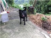 混種犬