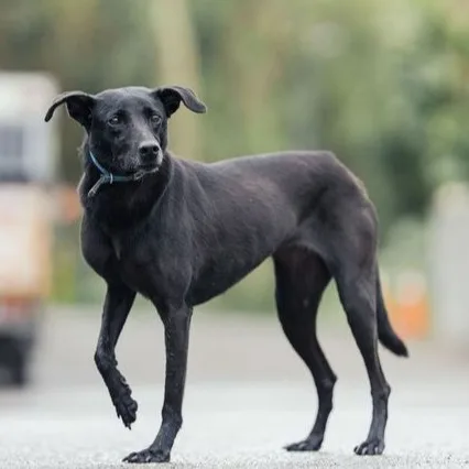 混種犬