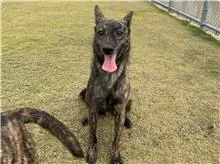 混種犬