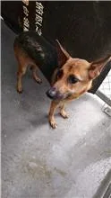 混種犬